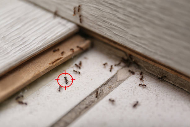Best Pest Removal Services  in West Mountain, UT