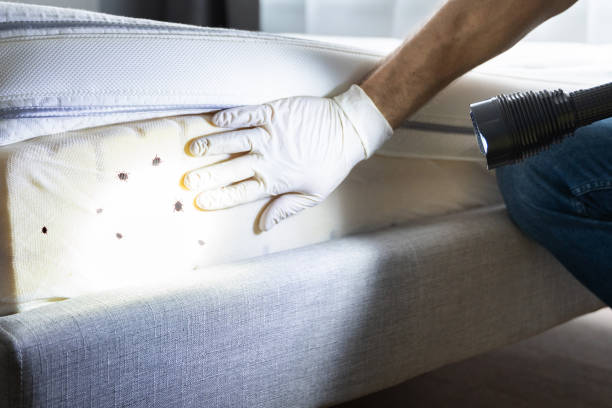 Best Termite Control Services  in West Mountain, UT